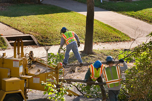 Emergency Storm Tree Removal in Weidman, MI